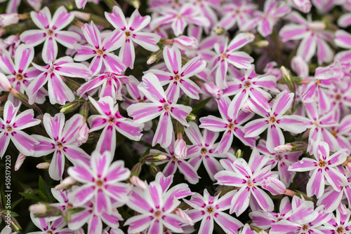 Candy Stripes, small flowers for rockery, close-up of the plant.
