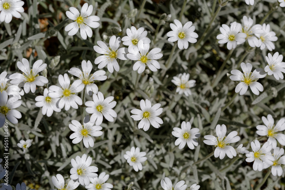 Obraz premium Céraiste cotonneux en fleur.