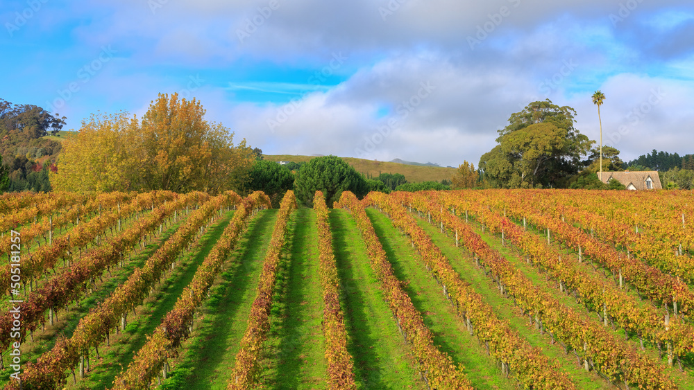 Panoramic view of a vineyard in autumn, with rows of grapevines with golden fall foliage. Hawke's Bay, New Zealand
