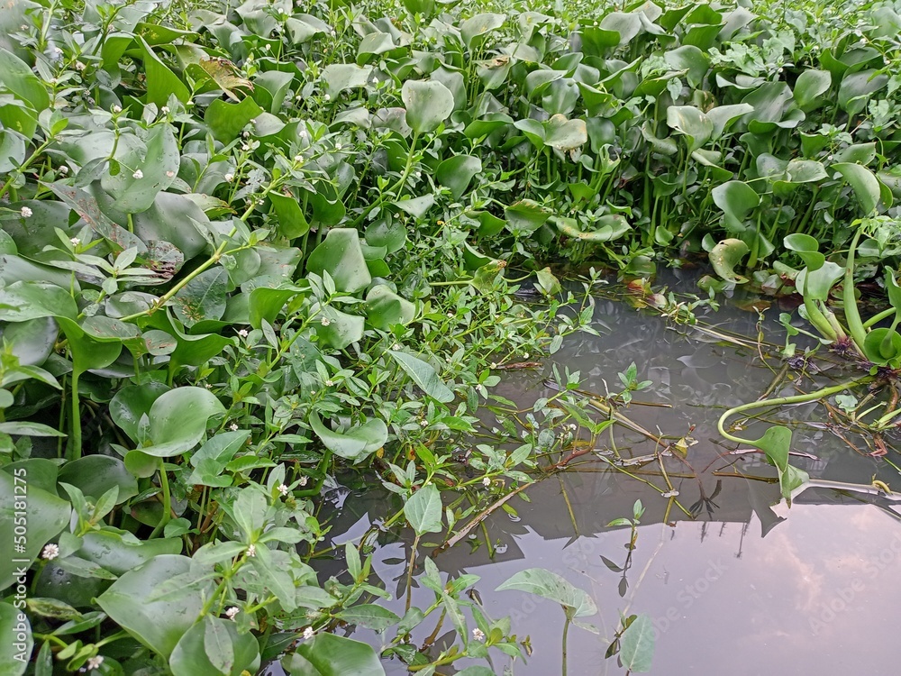 Water hyacinth plants grow in fish ponds. Water hyacinth plants grow in fish ponds.