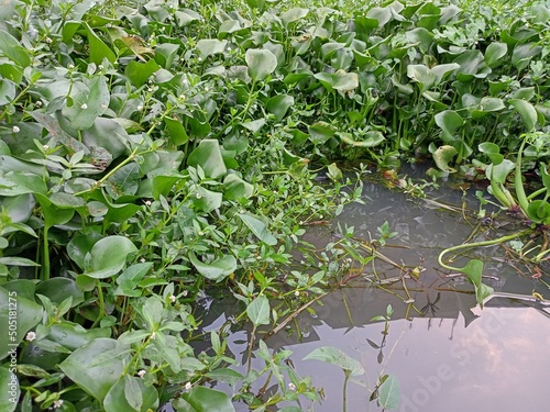 Water hyacinth plants grow in fish ponds.