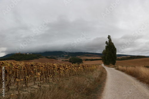 paysage champêtre
