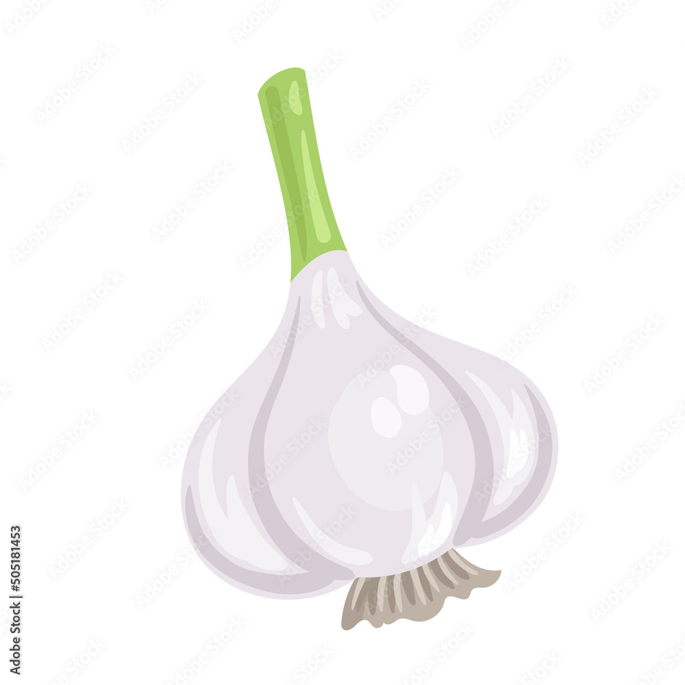 White garlic. In cartoon style. Isolated on white background. Vector flat illustration.
