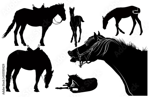 collection vector silhouette of horse, foal isolated on white background. Horse animal set