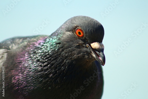 beautifull pigeon on the beach