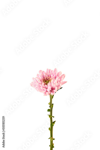 Pink chrysanthemum flower isolated on white background. Close-up.