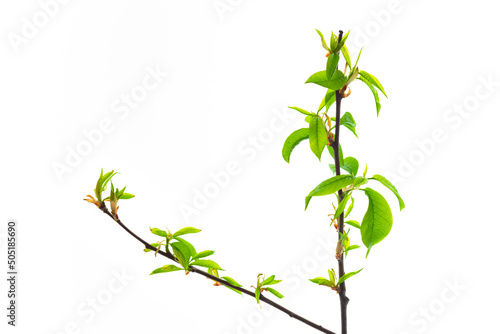 young green leaves on a branch in early spring, branches of a plant with blooming buds isolate on a white background