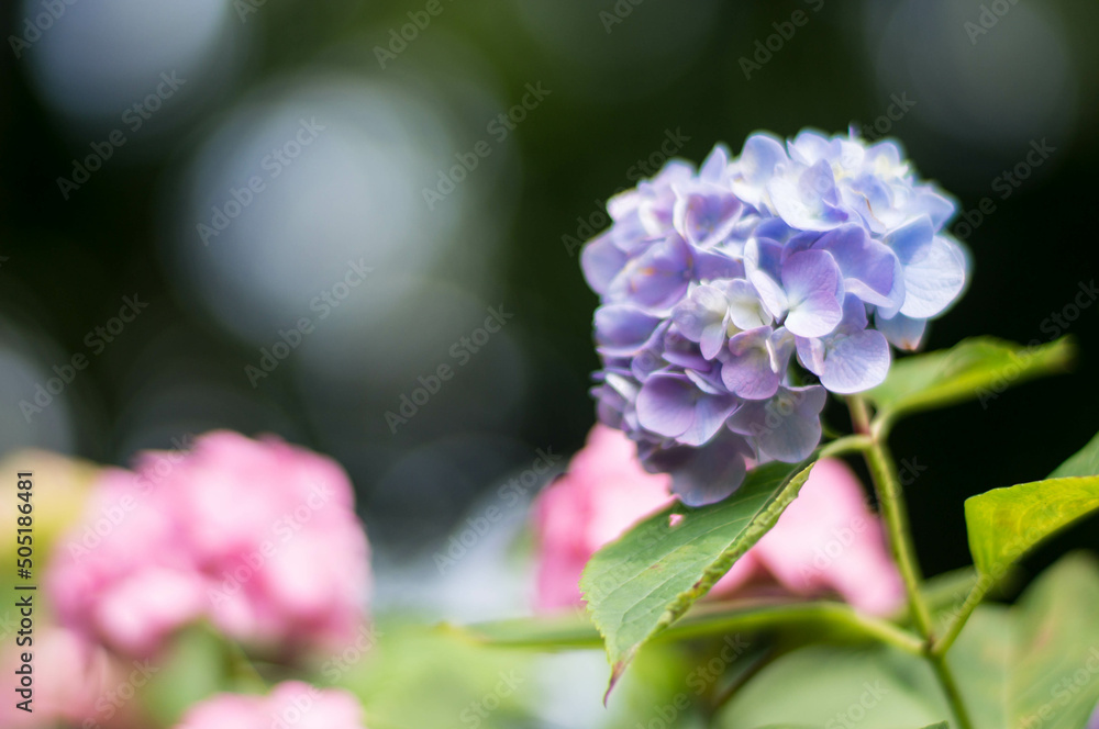Hydrangea blooming in the rainy season in Japan Hydrangea blooming in the rainy season in Japan
