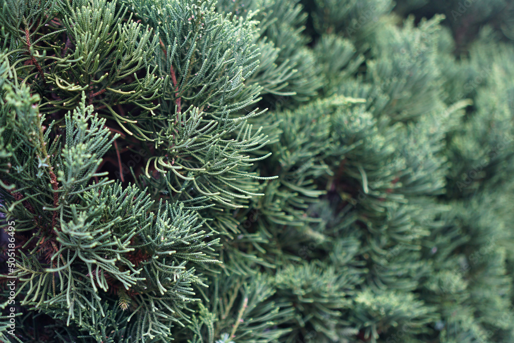 Closeup detail of a spruce tree. Can be used as a natural background.      