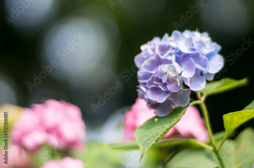 Hydrangea blooming in the rainy season in Japan