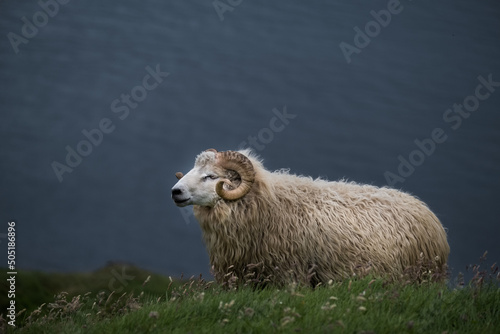 Un mouton shetland aux îles Féroé dans les herbes