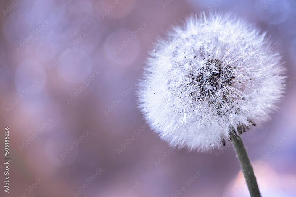 White head of a dandelion with seeds - close up at sunset. Pink violet background with bokeh. Copy space. White head of a dandelion with seeds - close up at sunset. Pink violet background with bokeh. Copy space.