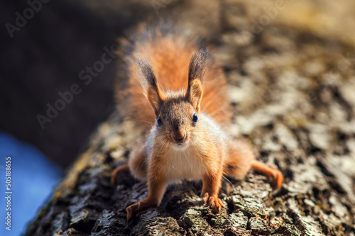 cute fluffy squirrel walks down the trunk of a tree in the park