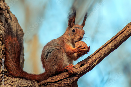 cute fluffy squirrel sitting on a tree and gnawing a large walnut