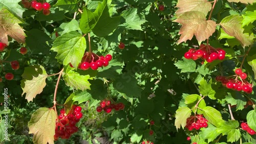 Red viburnum berries on a background of yellow-green leaves