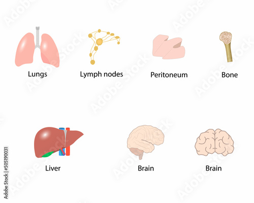 set of visceral organs, vector, illustration photo