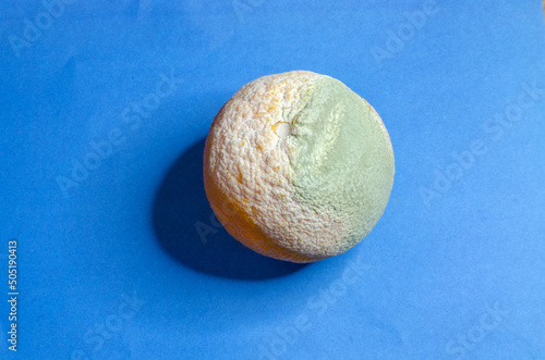 Moldy orange big orange on a blue background