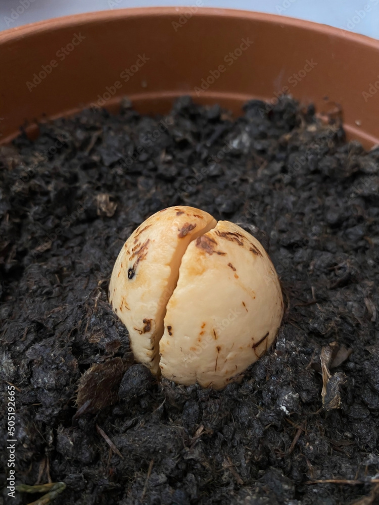 Growing avocados at home. How to grow avocado at home. Growing avocados at home. How to grow avocado at home.