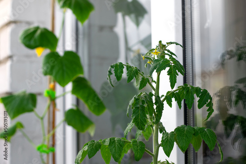 Tomato plant in bloom on the glazed balcony. Growing self-pollinating vegetables at home. Window farm photo