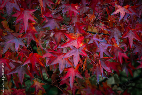 Close-up view of red maple leaves.