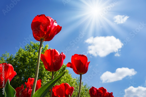 Red tulip flowers in garden, sun - side view photo