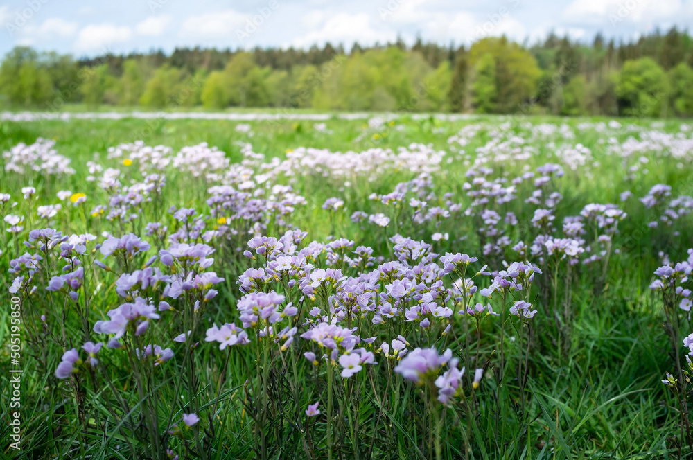 Blooming meadow with small flowers and green grass, against the backdrop of forest, on a spring day. Beautiful rural view.