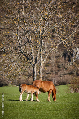 Murais de parede Mare horse with her foal in the countryside. Equine livestock