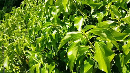 Green leaves sway gently in the wind, creating a calming natural scene that reflects freshness, movement, and the peaceful rhythm of nature.