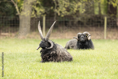 Tableau sur toile domestic Jacob sheep (Ovis aries) with spectacular horns
