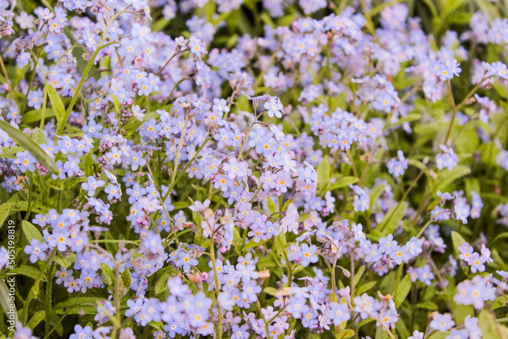 Delicate clusters of forget-me-not in the green grass Delicate clusters of forget-me-not in the green grass