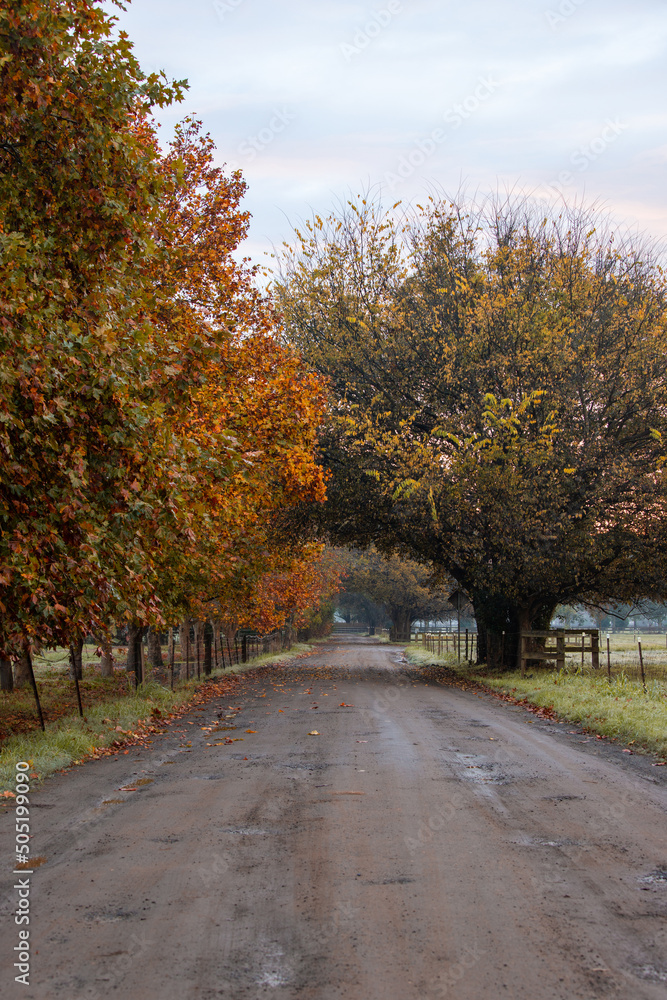 Autumn foliage around the empty rural road.