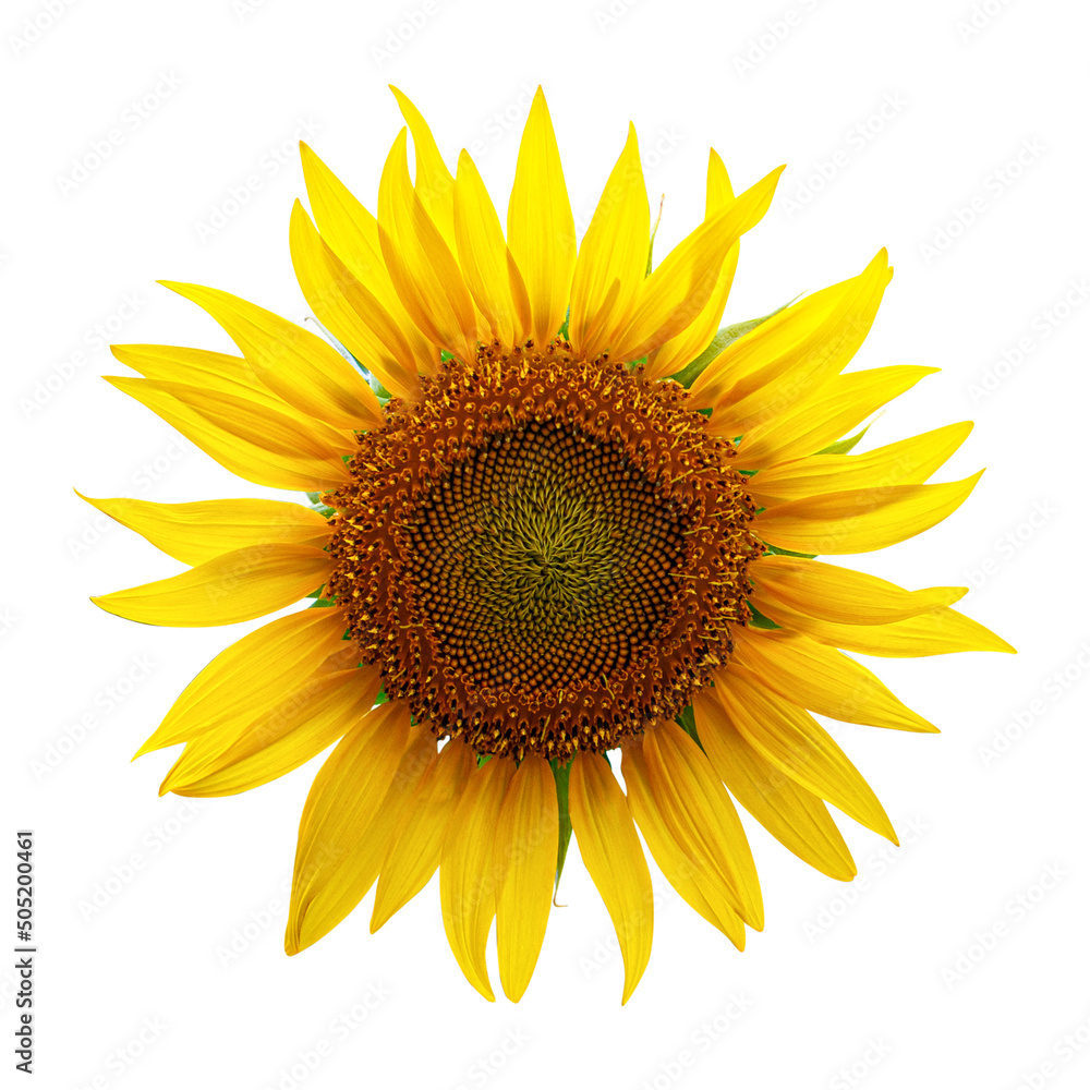 Fototapeta premium Sunflower isolated on white background with clipping path