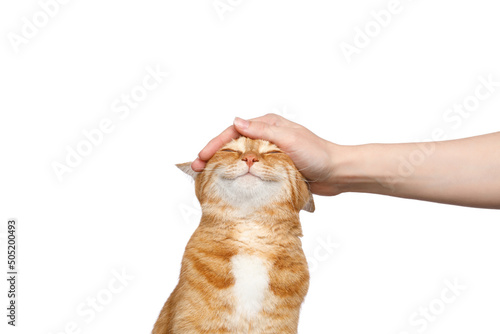 Fotografiet Portrait of a woman's hand stroking a ginger cat with smile on Isolated white ba