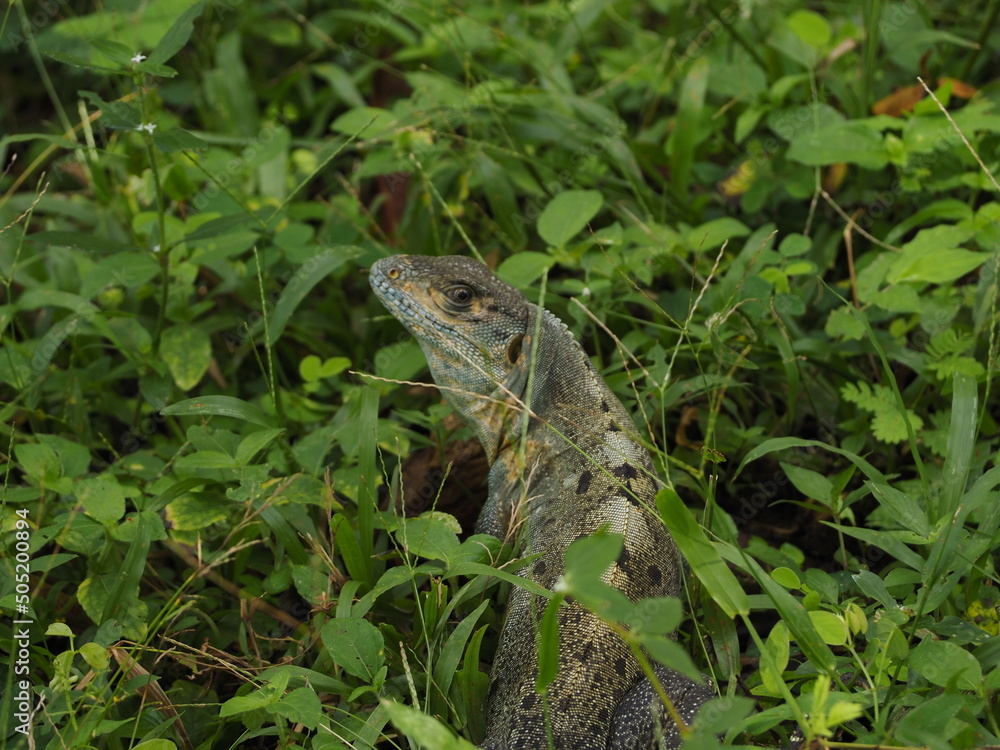 WILD LIZARD IN THE JUNGLE IN COSTA RICA WILD LIZARD IN THE JUNGLE IN COSTA RICA