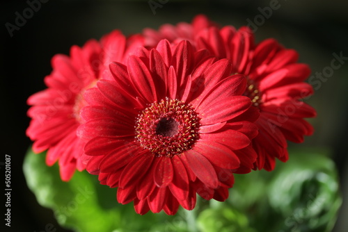 Kwiat - gerber czerwony