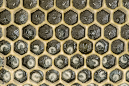 Honey Bee Eggs and Larva in Comb with Black Foundation
