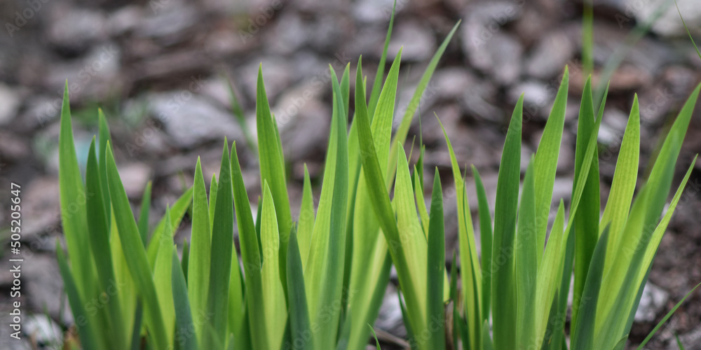 Leaves of water irises in the garden, illuminated by the sun. Leaves of water irises in the garden, illuminated by the sun.
