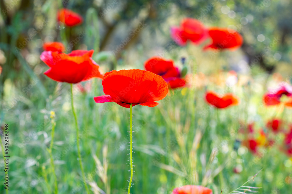 Field of poppies in the countryside. Spring concept. Field of poppies in the countryside. Spring concept.