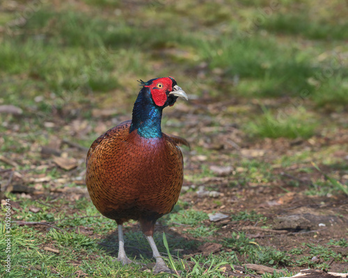 Common Pheasant serching for food on the woodland floor.
