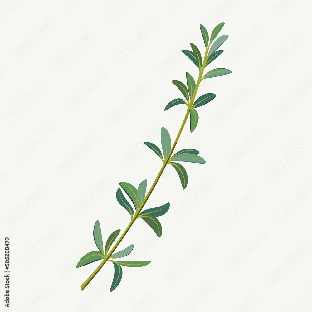 Fototapeta premium Branch of thyme. Vector colorful illustration.
