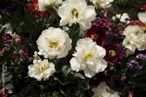 Fototapeta Naklejka Na Ścianę i Meble -  Kwiaty ogrodowe wiosenne kwitnące kolorowe