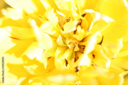 Kwiat żółty makro płatki