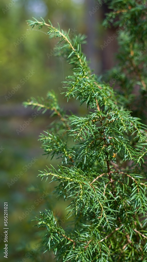 Prickly branch of wild juniper in natural forest environment