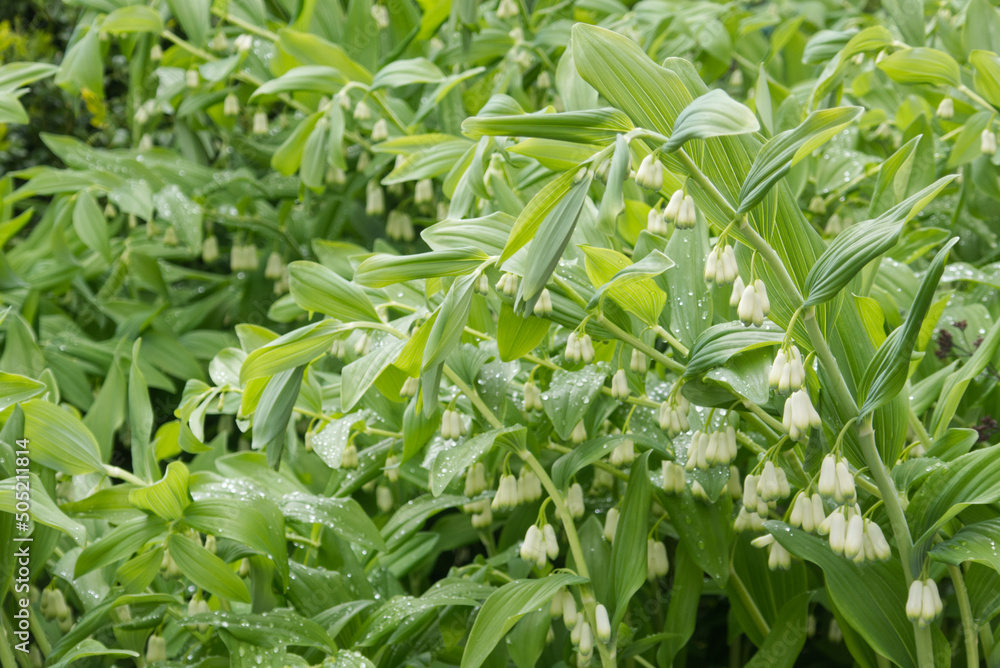 Fototapeta premium Focus on the Solomon's Seal plant in the front of the image. Diffuse background.
