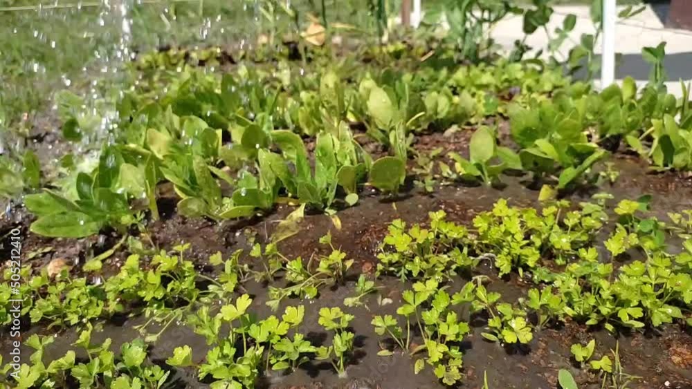 Gardener watering a bed with young greenery. High quality FullHD footage Gardener watering a bed with young greenery. High quality FullHD footage