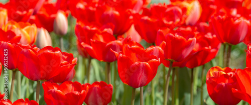 Tulips with red buds on a flower bed in the park closeup