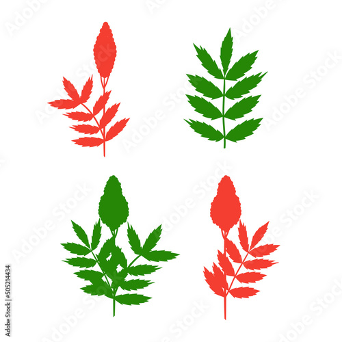 Sumac. Plant. Leaves, flower. Silhouette