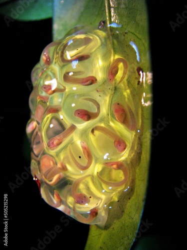 Desova de perereca-vidro (Vitreorana uranoscopa)