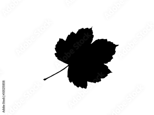 black leaf icons set on white background. Vector vegetarian, vegan, eco and organic herbal icons.eucalyptus branch element vector. Leaves vector silhouette collection.