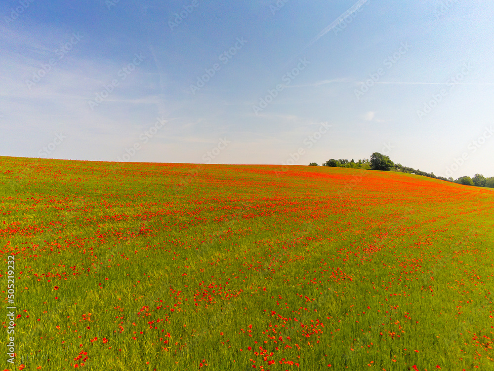 field of poppies and sky in the hills near Lake Garda